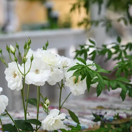 Therianos Traditional Gospodarstwo agroturystyczne Kallithea (Zakynthos)